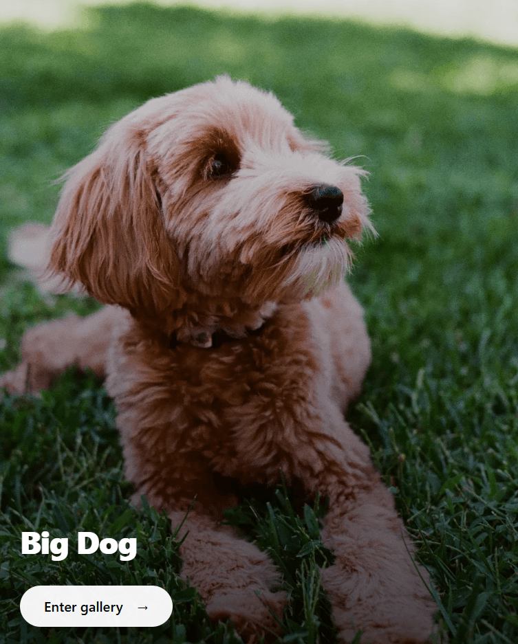 Gallery preview - PixelShare's Goldendoodle